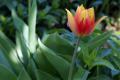 Švihácký tulip