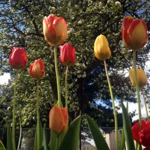 Divoké tulipy