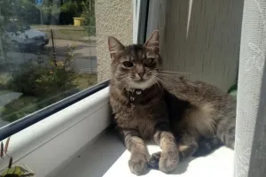 Kočí okno