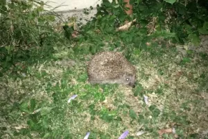 Občas přijde i ježek