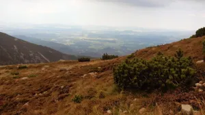 Dřeviny v Polsku - kraj zaklínačů