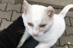 Bitevní kocour