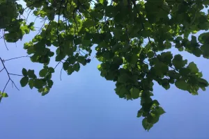 Maturitní lískoviště