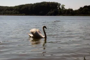 Labuť