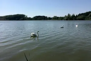 Labutě