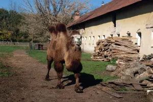 Přichází velbloud
