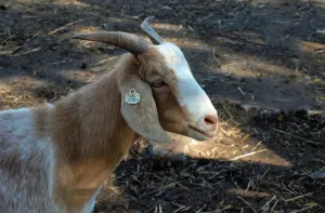 Kozí fotka
