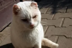 Kočení