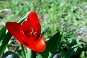 Hej-tulip