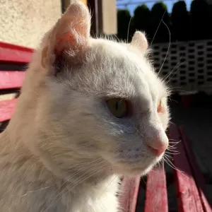Kocík po několika dnech návratuu