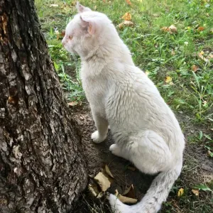 Kocíkovo vítězství