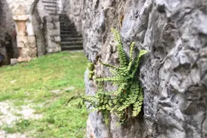 Kapradina