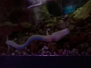 Proteus anguinus