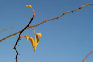Větviště