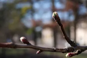 Záchvat jara v jabloních