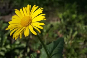 Kokodák-květina