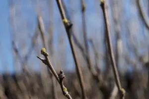 Duben I