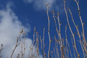 Duben IV