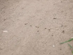 Polní mravenci na cestě