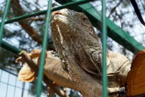 Divoký lizard
