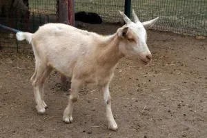 Kozička I