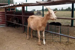 Kozička II