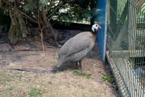 Nějaký krocánek