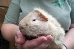 Morčátko