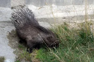 Dikobrázek