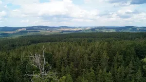 Výhled do lesa