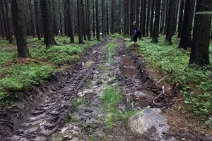Pohodová cesta lesem