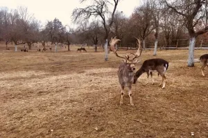 Setkání s jelínky