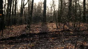 Kvíčky
