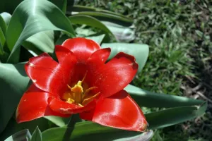 Tulip v odkvětu
