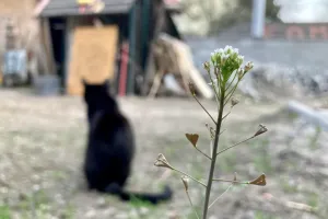 Kočičí foto