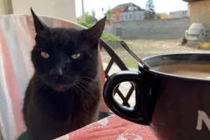 Snídaně s kocourem