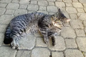 Povalování