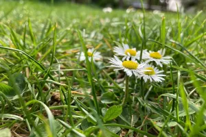 Shluky
