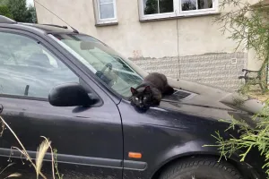 Číhání na autě