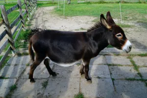 Oslička
