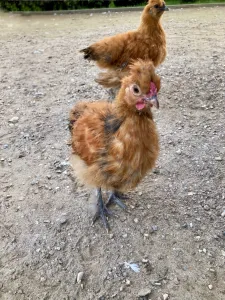 Zobáčci