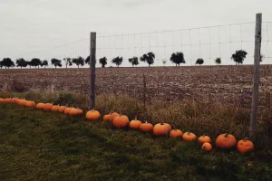 Plot s dýněmi