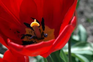 V tulipu