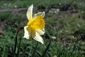Narcis v rozkvětu