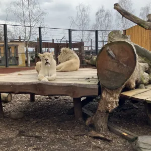 Malí lvíci