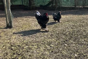 Výběh huňatých kurů