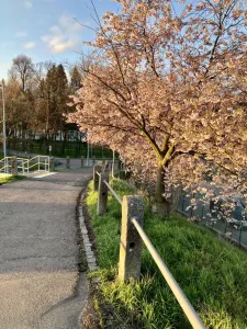 Stromíčko