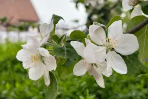 Květ II