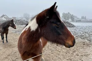 Setkání s koněm
