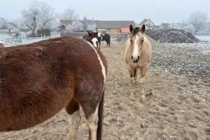 Megakůň